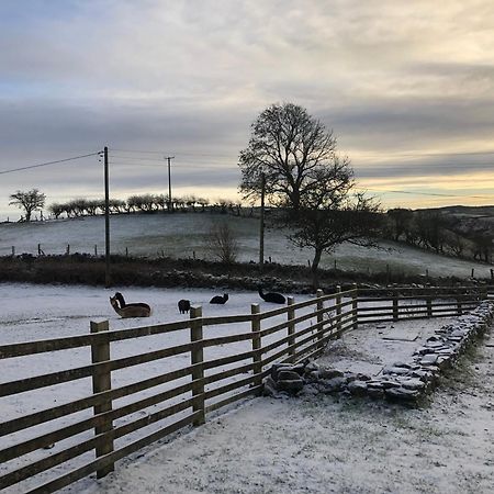 Unique Stay On An Alpaca Therapy Farm With Miniature Donkeys North Wales 몰드 외부 사진
