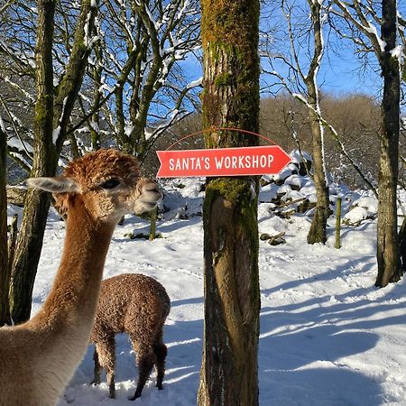 Unique Stay On An Alpaca Therapy Farm With Miniature Donkeys North Wales 몰드 외부 사진