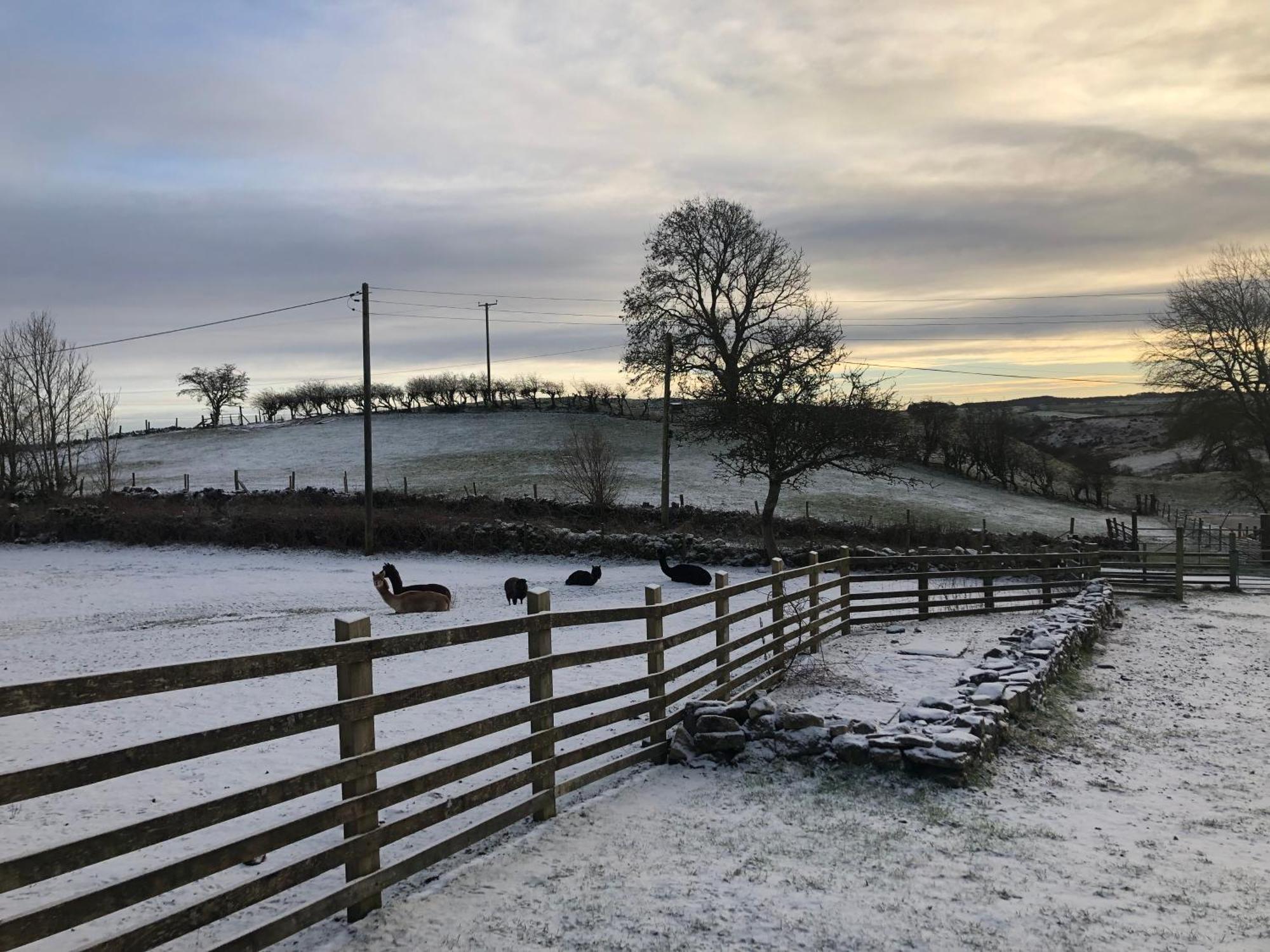Unique Stay On An Alpaca Therapy Farm With Miniature Donkeys North Wales 몰드 외부 사진
