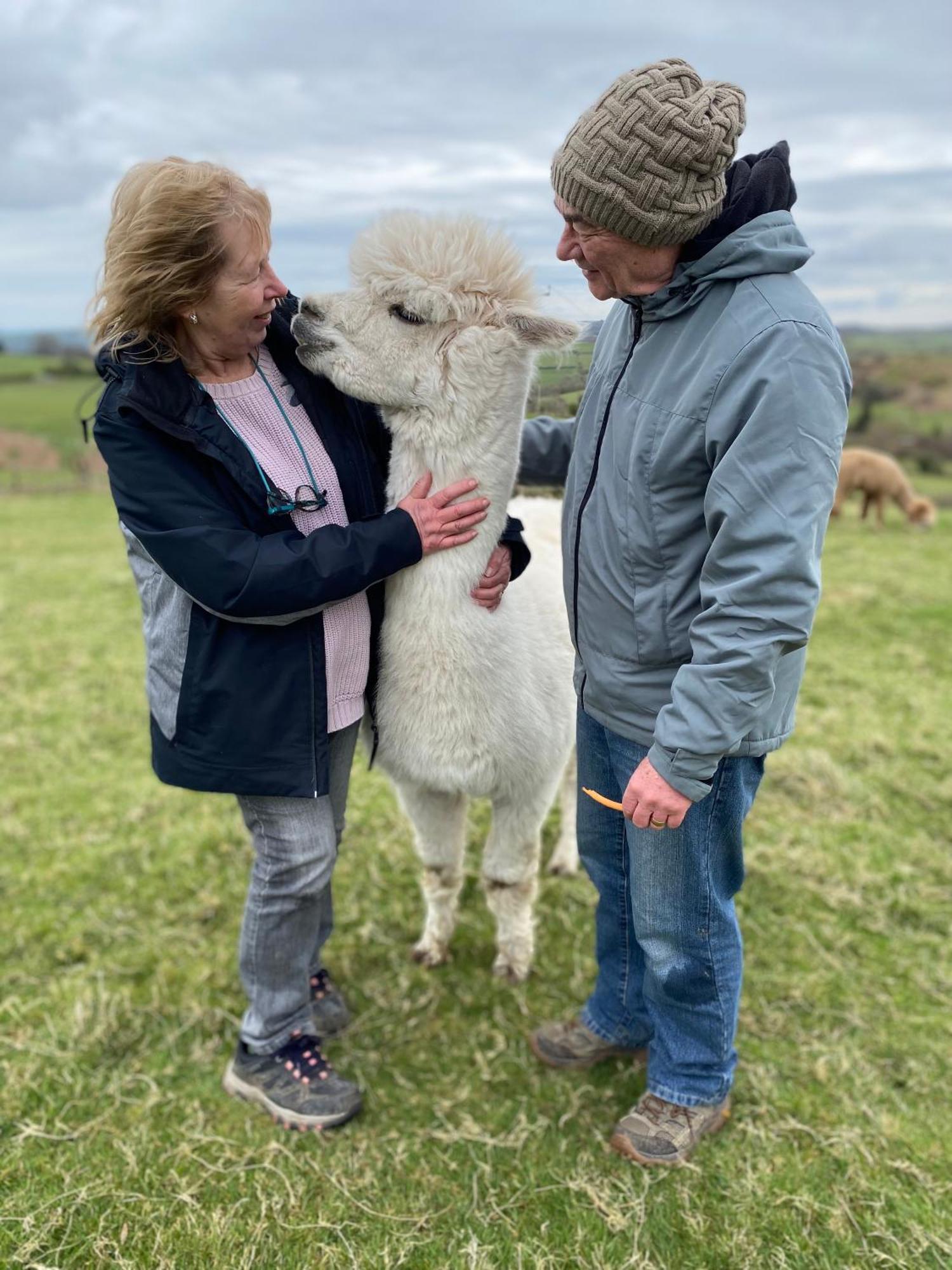 Unique Stay On An Alpaca Therapy Farm With Miniature Donkeys North Wales 몰드 외부 사진