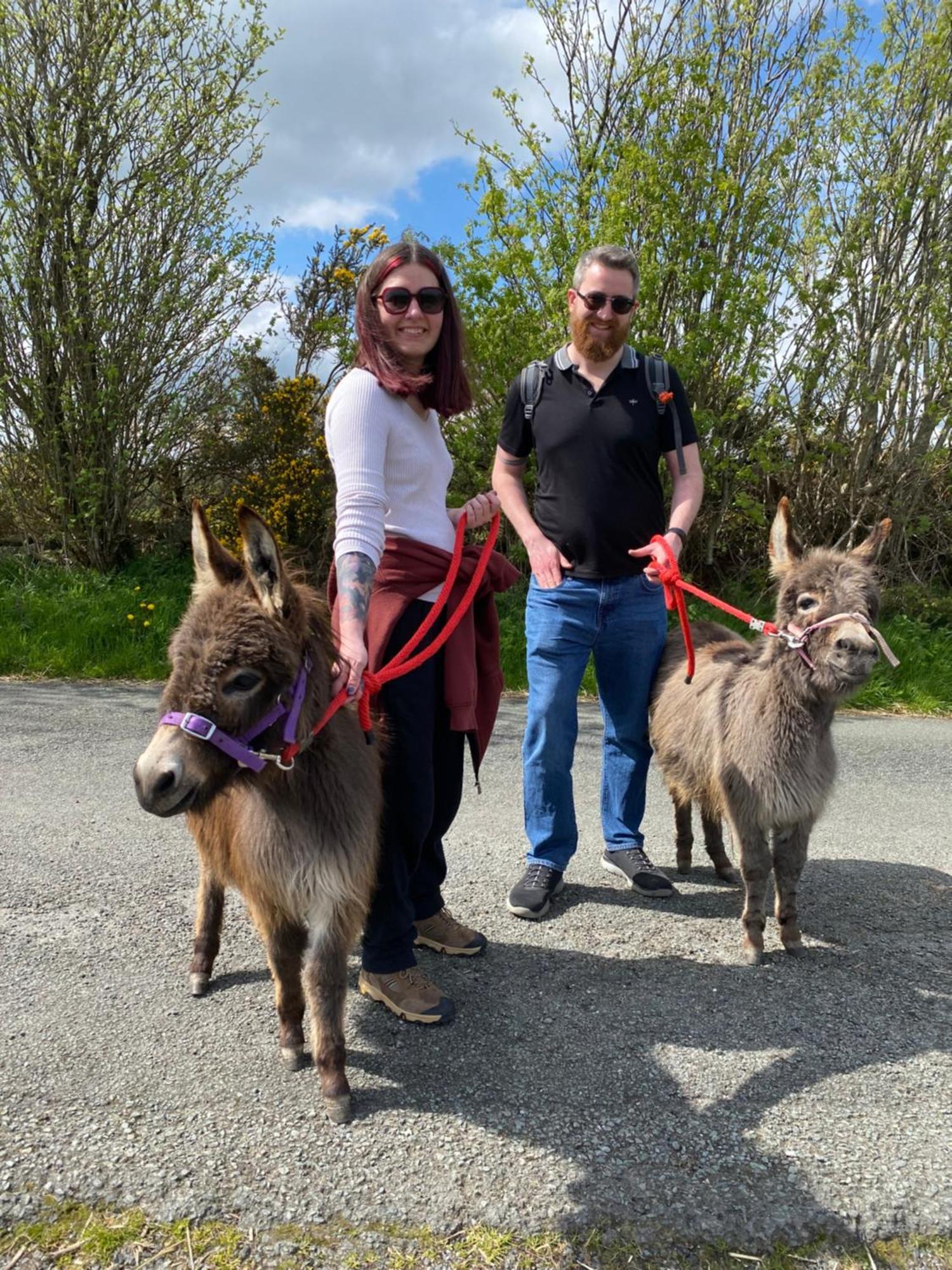 Unique Stay On An Alpaca Therapy Farm With Miniature Donkeys North Wales 몰드 외부 사진