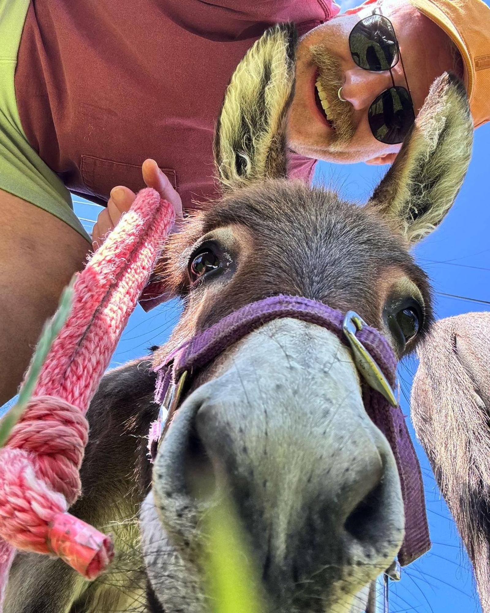 Unique Stay On An Alpaca Therapy Farm With Miniature Donkeys North Wales 몰드 외부 사진